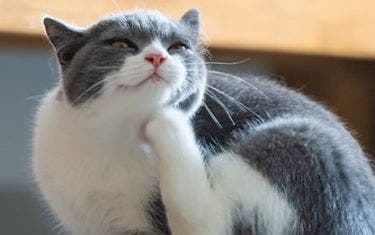 Grey cat scratching fleas