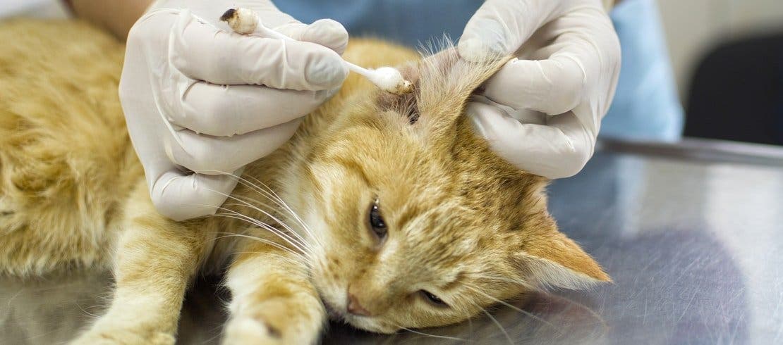 A marmalade cat’s ears are cleaned for ear mites by a vet on an exam table. 