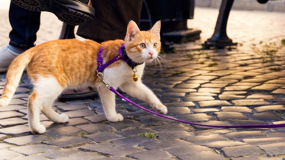 kot na smyczy na spacerze