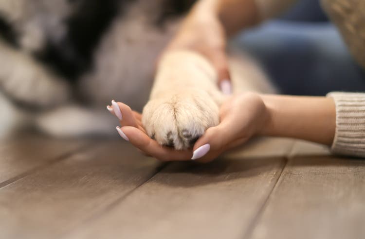femme tenant la patte du chien à l'intérieur