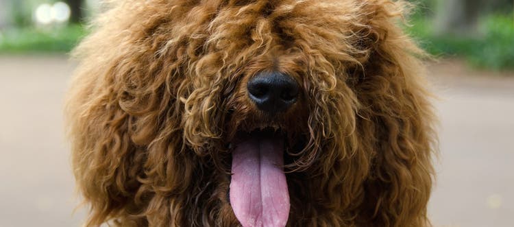 A fluffy brown dog panting with its tongue out.