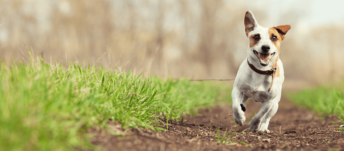 Dog running along the edges of a grassy path, avoiding longer grass where ticks like to lie in wait