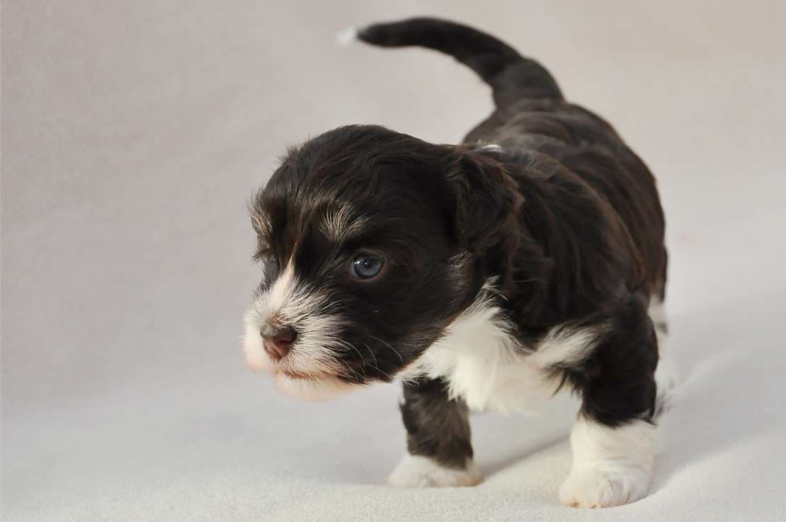 Puppy outside the world