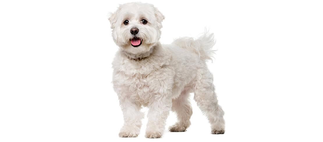 The Bichon Frise doesn’t shed and stays at a manageable 3 to 5 kilos