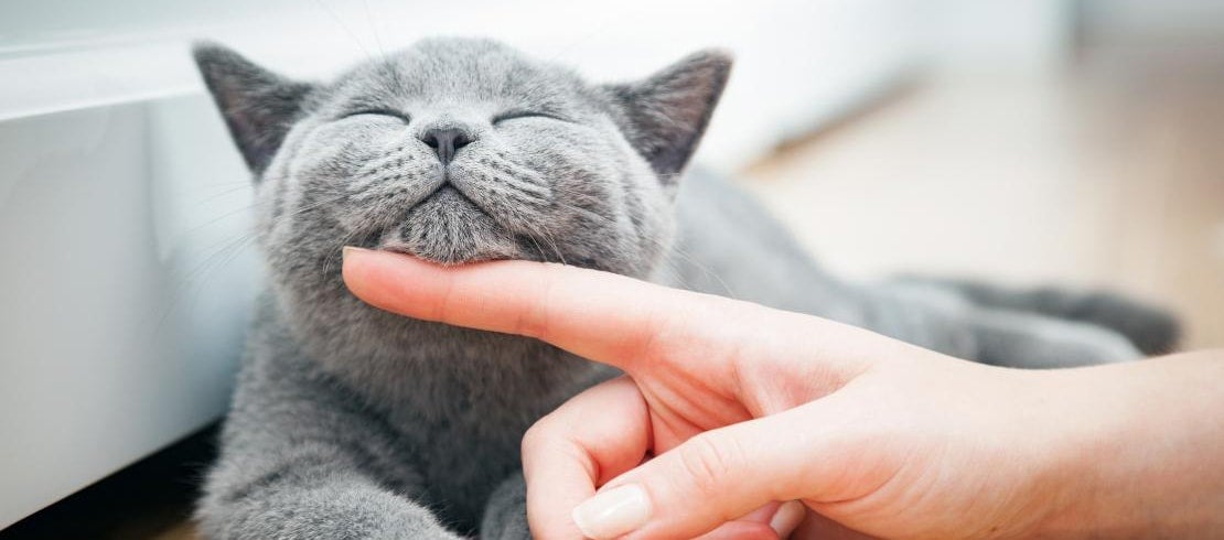 Gray American short hair cat getting chin rubbed by owner