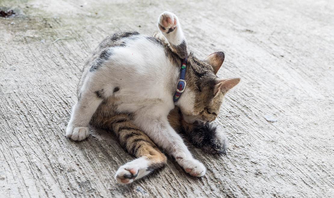 A tabby cat licking its genital area.