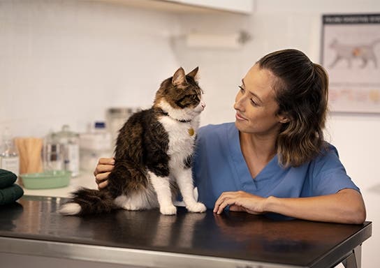 A patient cat is sitting with her vet 