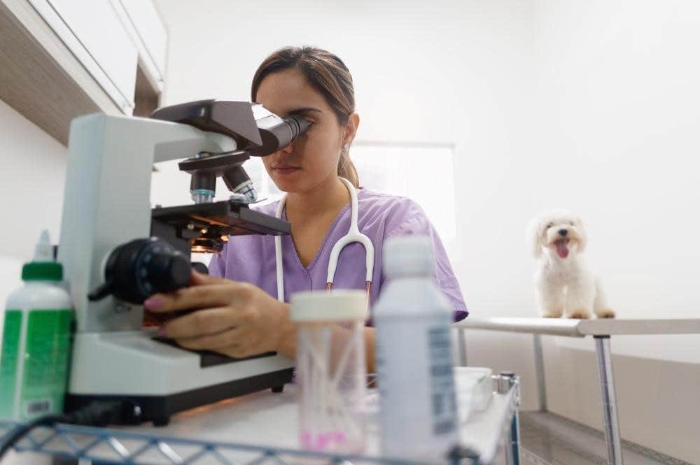 diagnostic du ver plat chez le chien