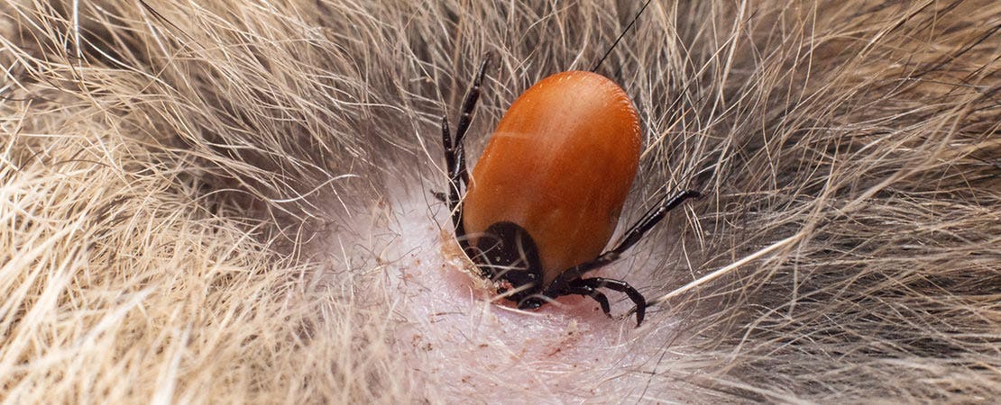 A tick sucking blood on cat