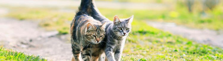 wandelende katten