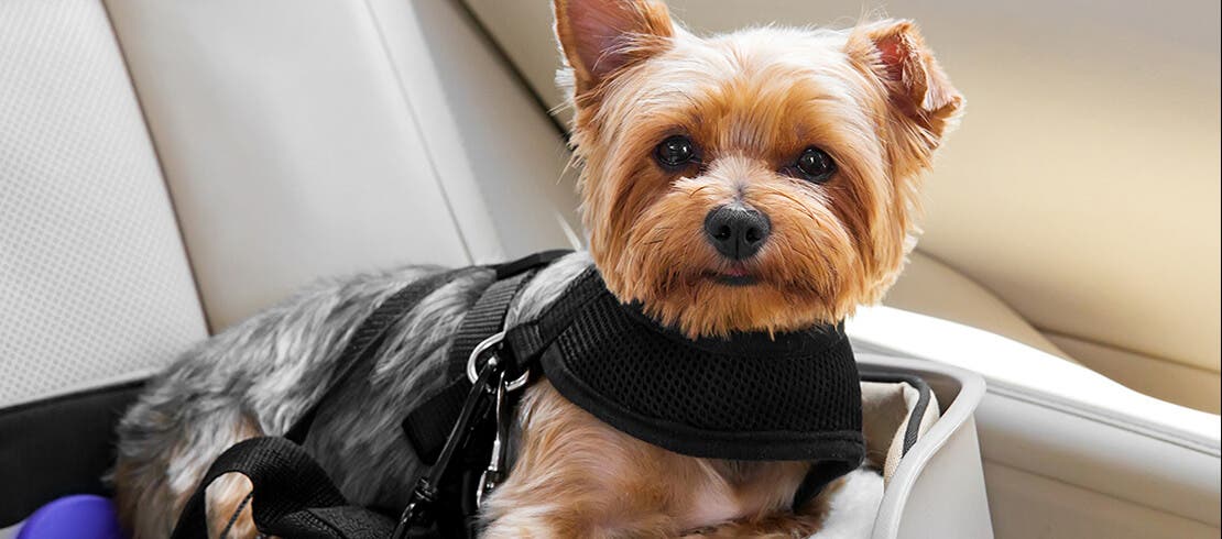 A Yorkie dog strapped in a harness for its safety while driving.