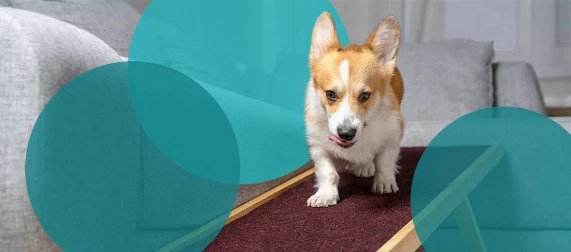Dog with joint pain walking on ramp