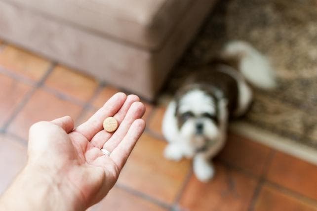Perro mirando una mano que sostiene una pastilla desparasitante para perros 
