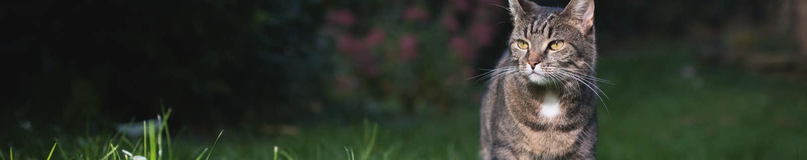 Cat looking across grass