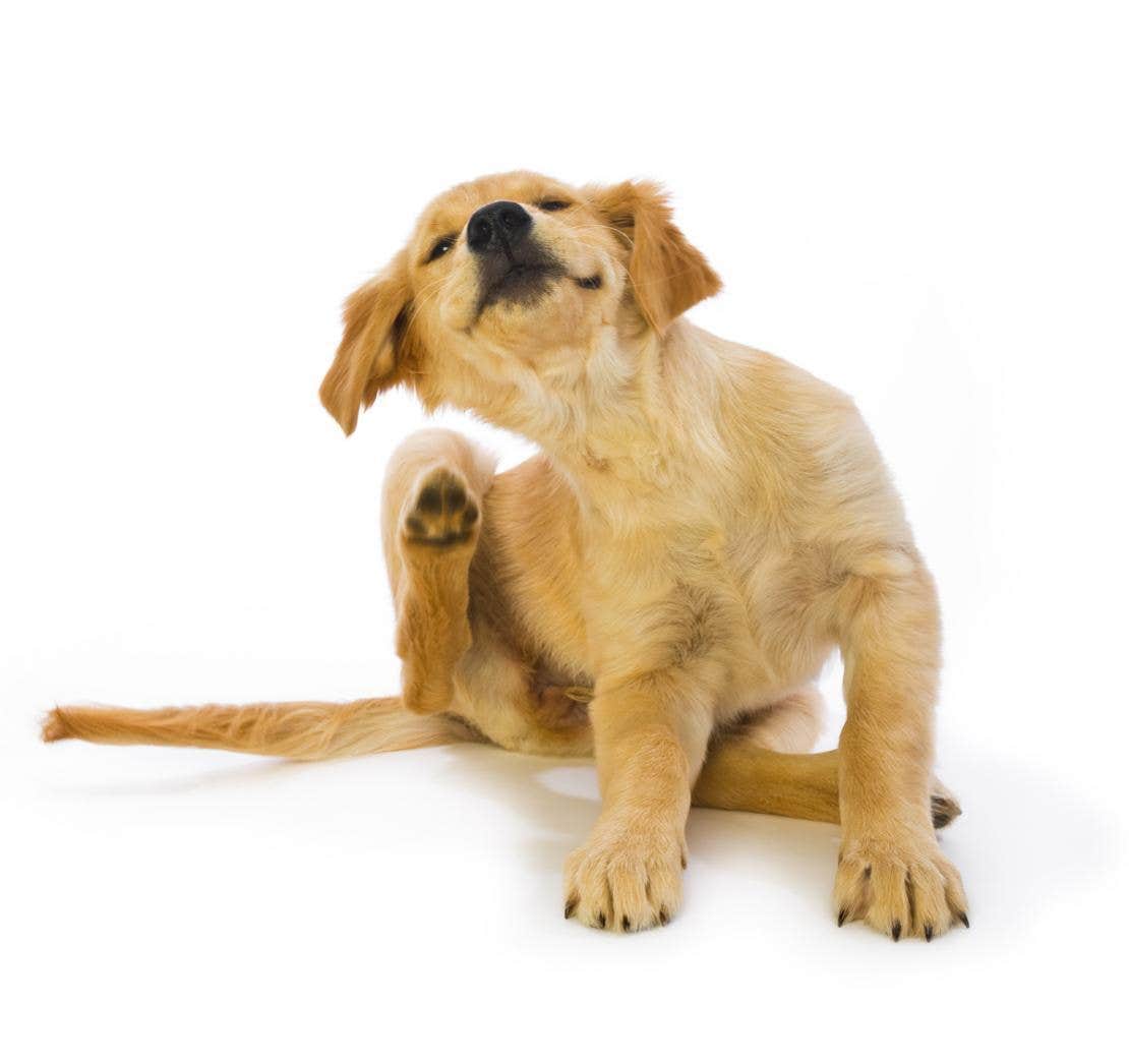 Cane che si gratta l'orecchio a causa delle pulci