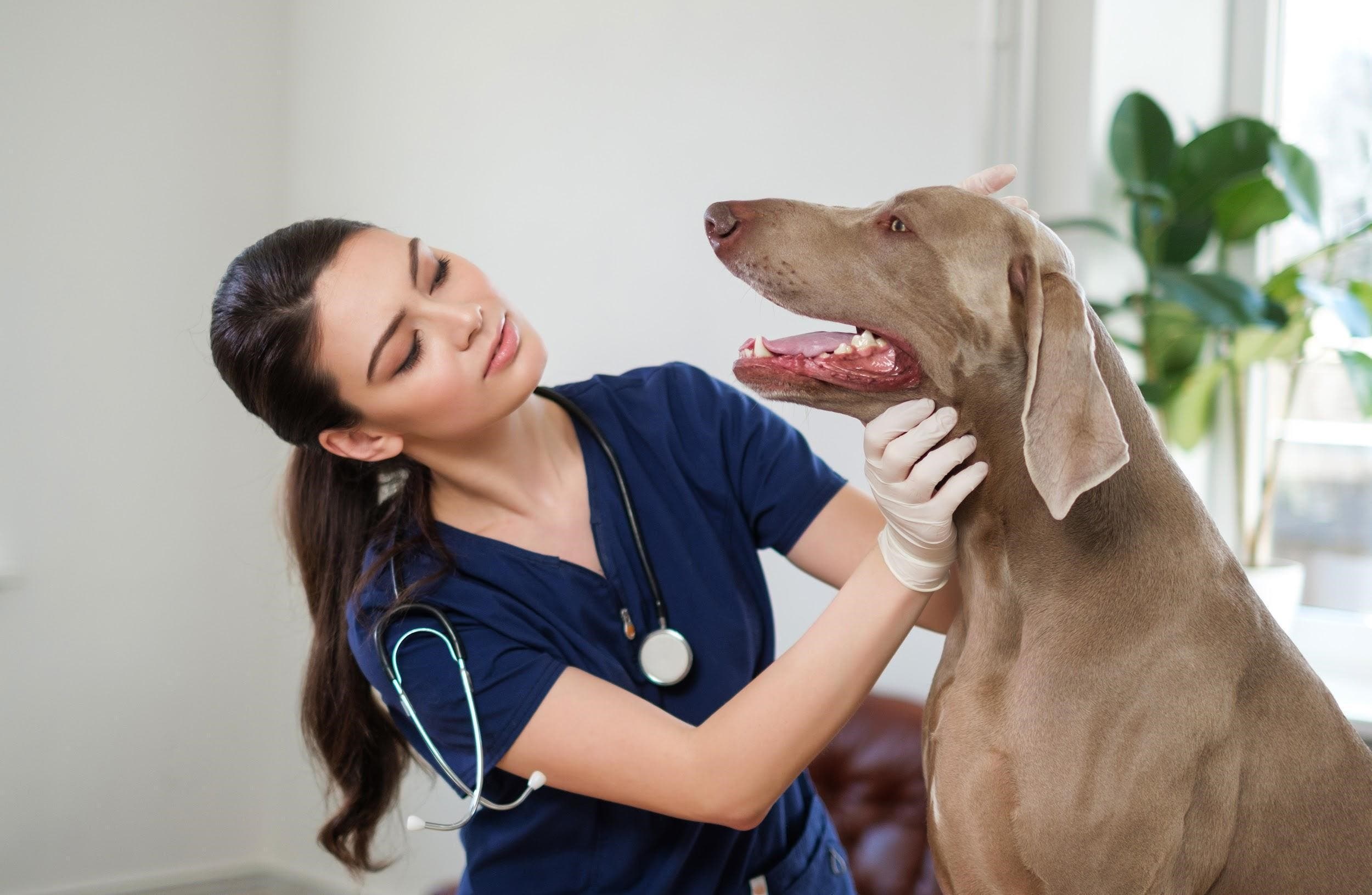 protéger votre chien des vers