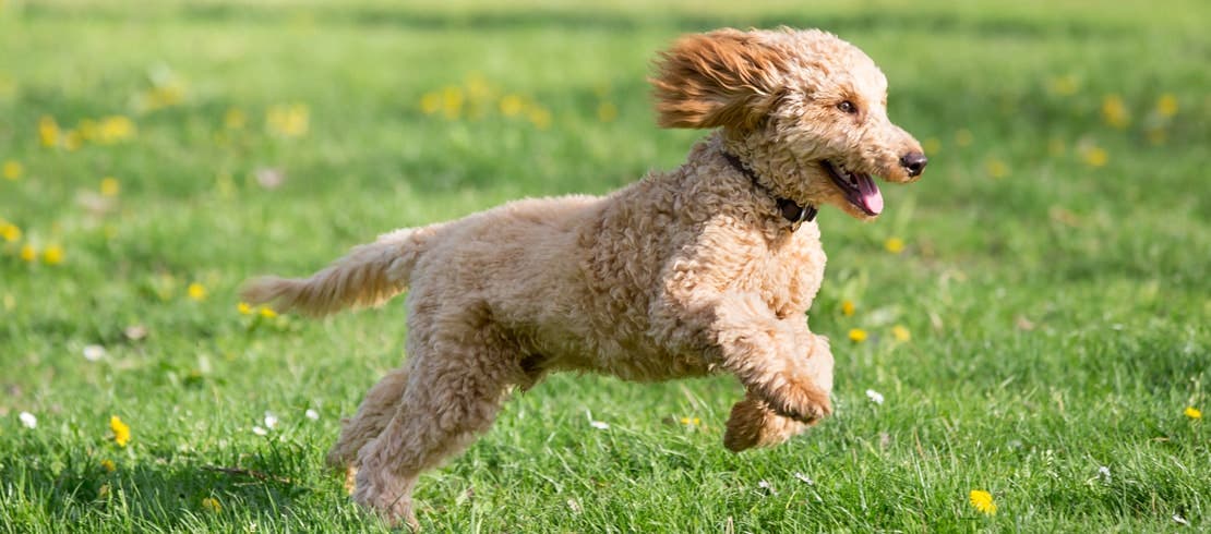 Happy Goldendoodle running in grassy field