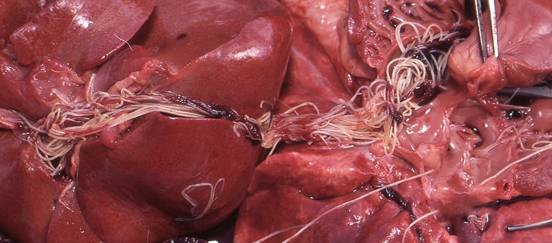 Zvětšený záběr vnitřku srdce kočky trpící dirofilariózou. 