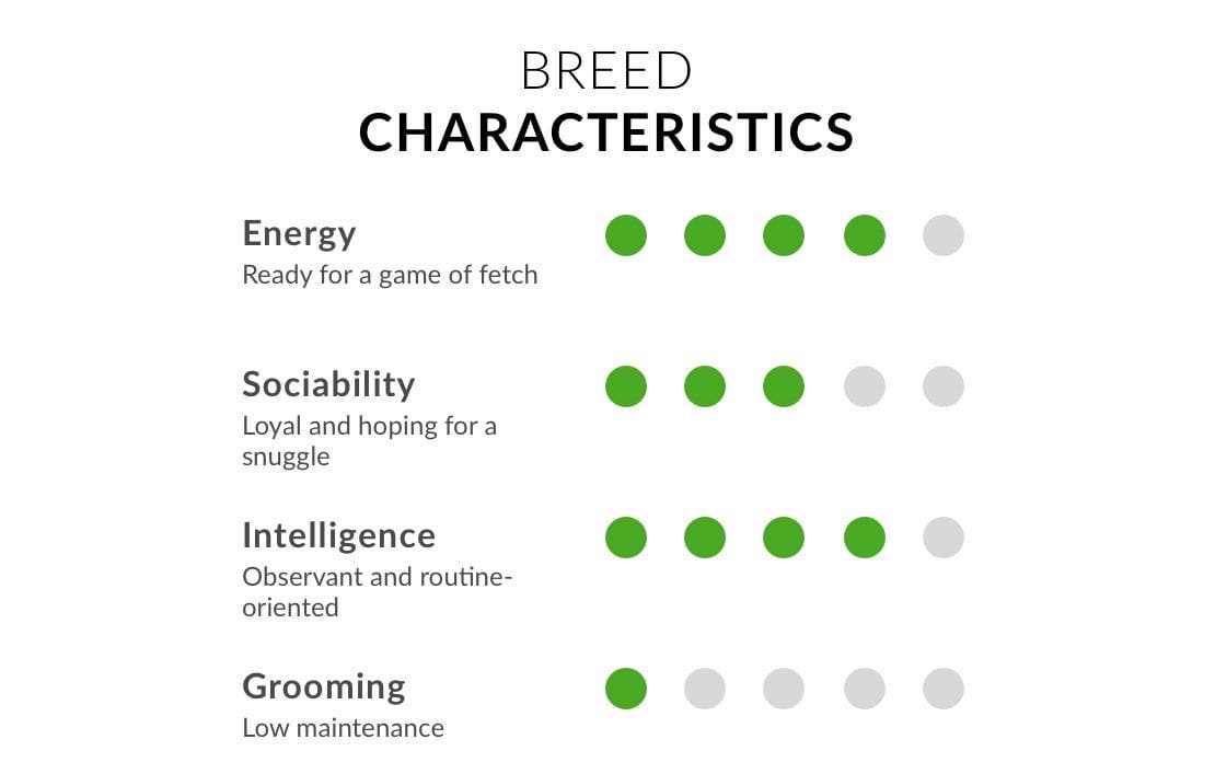 Russian blue cat breed characteristics chart