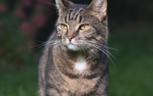 Cat looking across grass