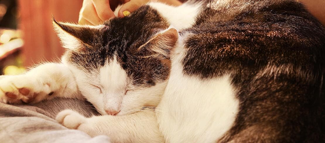 Ältere Katze schläft auf dem Schoß des Besitzers