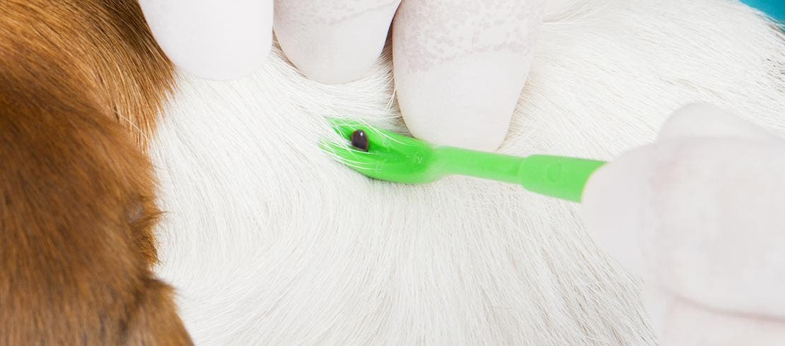  Foto ter illustratie van de tekst: gebruik een tekentang om de teek uit de huid van je hond te verwijderen.