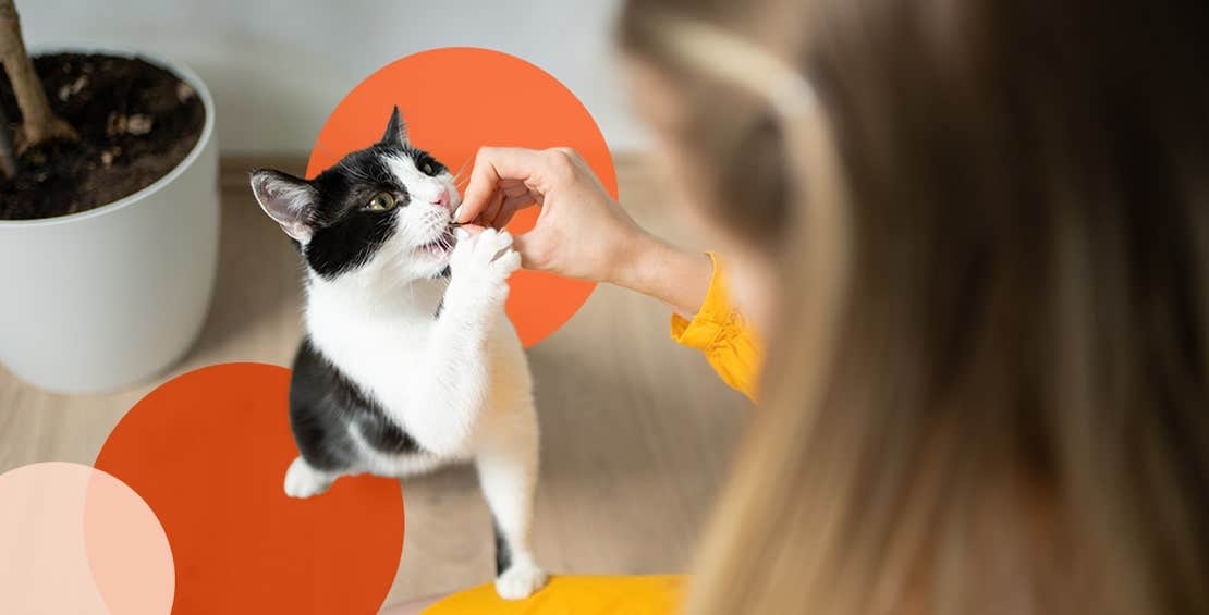 Cat shaking hand with a woman.