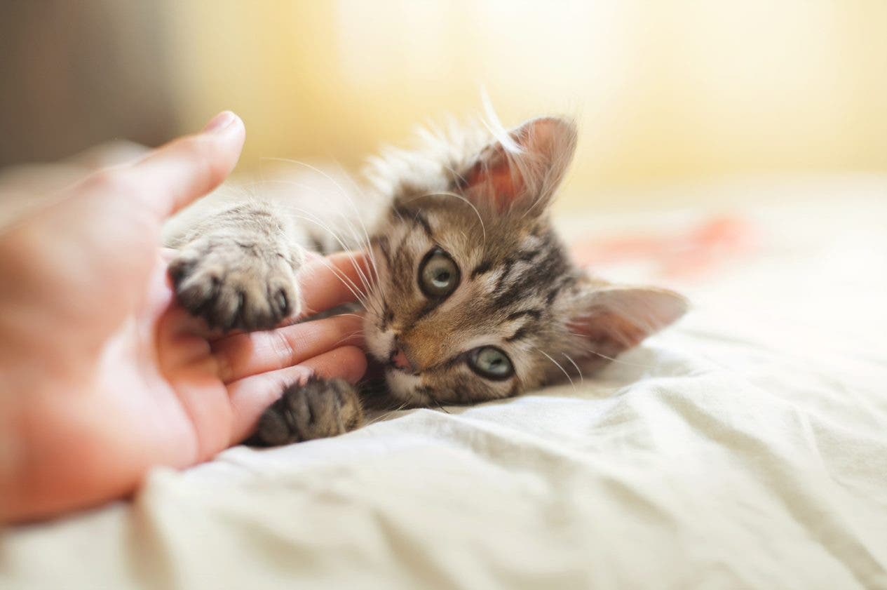 Image showing a cat on a bed 