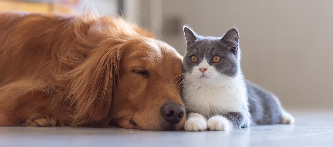 Cat and dog lying next to each other