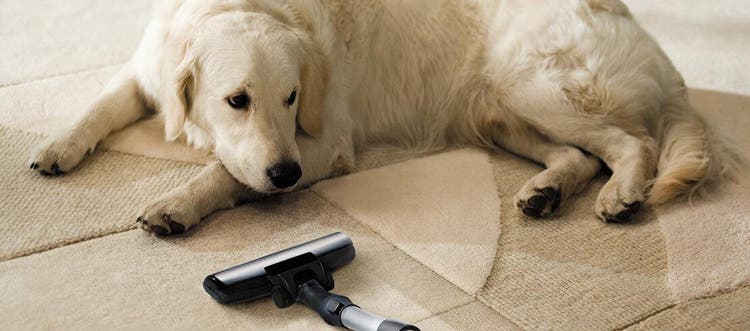 Собака лежит возле пылесоса, с помощью которого можно выводить блох в доме