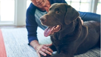 Labrador retriever relaxing with owner. 