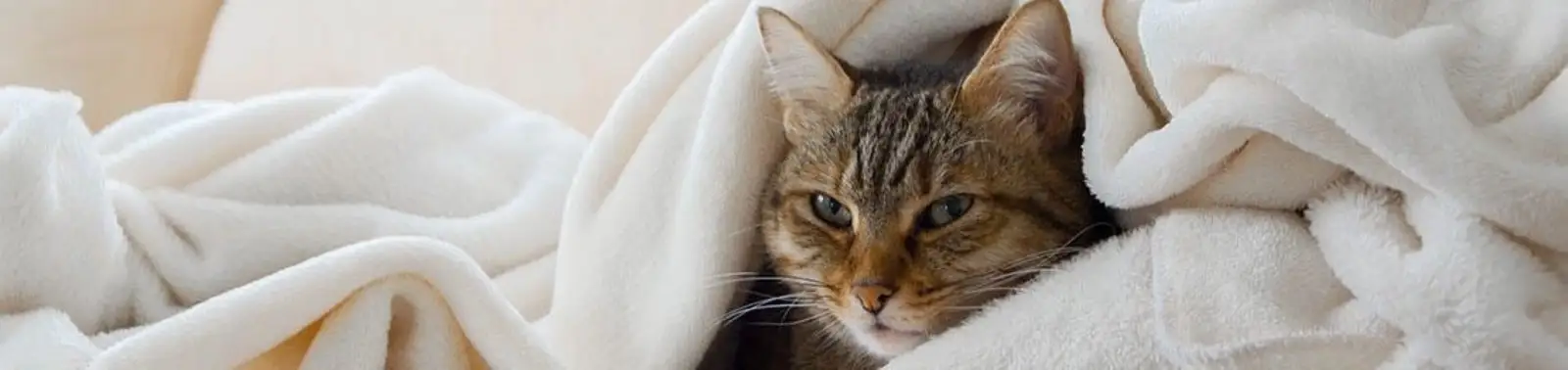 Indoor cats get fleas too