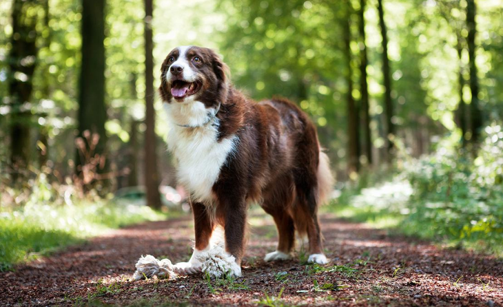Med et flåtmiddel der afviser flåter, mindsker du risikoen for at din hund bliver bidt