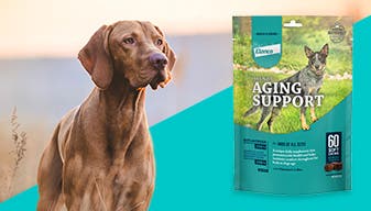 Older dog outside with Alenza aging support canine supplement overlay 