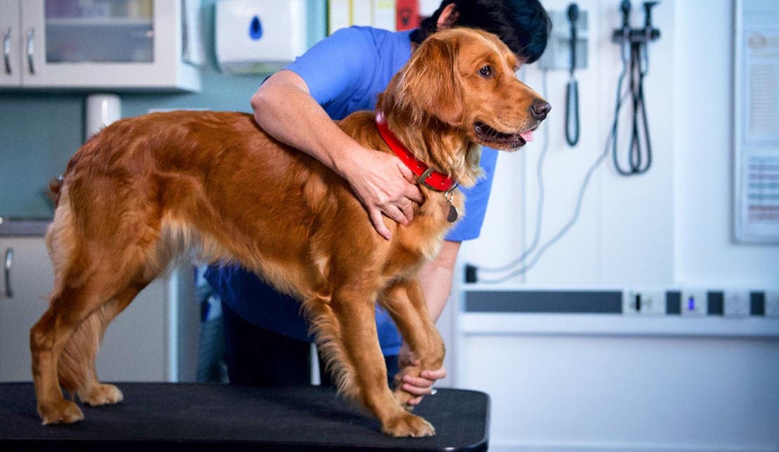 Artros hos hund behandlingsförlopp