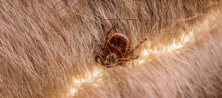 Close-up of a tick attached to an animal’s skin