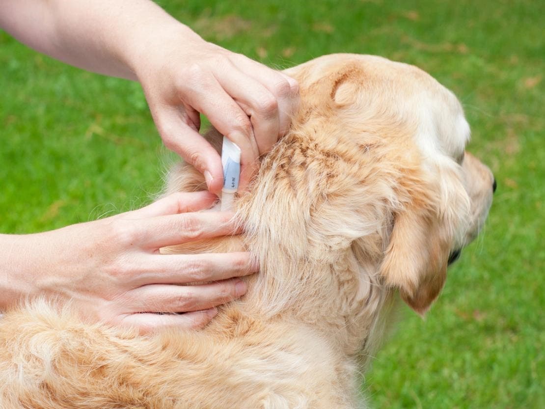 A golden retriever getting a spot-on flea treatment.