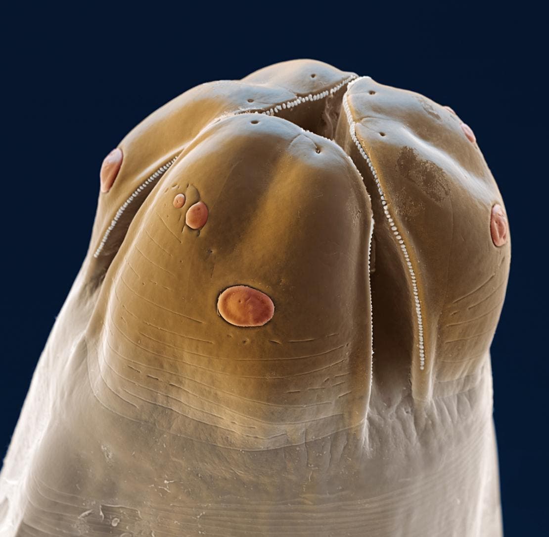 Imagem microscópica da lombriga causadora da dirofilariose em cães, chamada nematoda