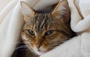 Indoor cat in blanket