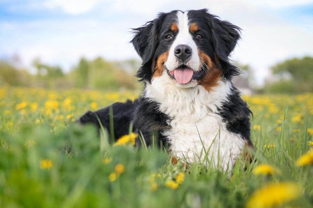 Stor hund i en mark med gule mælkebøtter