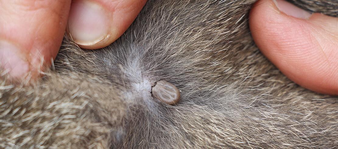 Fern Ulv i fåretøj vinkel Flåtbårne sygdomme hos hunde: Hvorfor er flåtbid farlige?