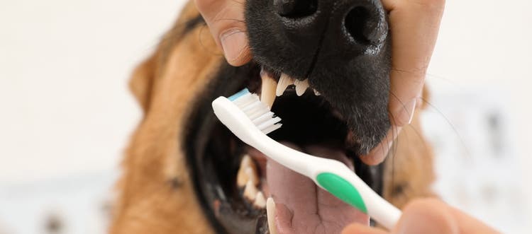 Dog getting its teeth brushed by its owner.