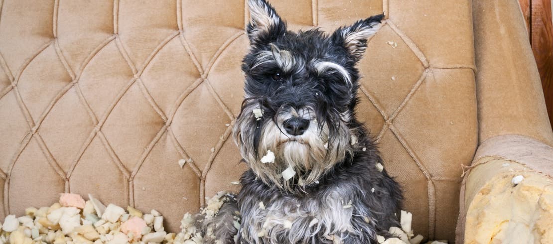 Terrier sitting on a leather couch chewed off pieces