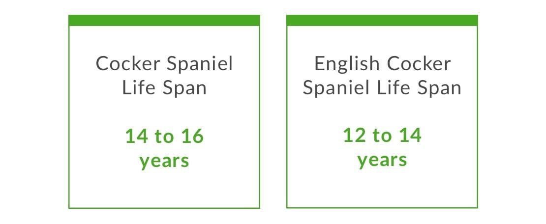 Typical cocker spaniel life span is between 12 and 16 years depending on the breed