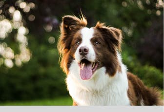 Dog insurance through Petplan