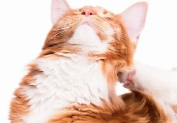 Tabby cat scratching