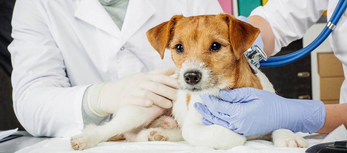 Two vets examining a brown and white dog with a stethoscope while the dog sits on an examination table.