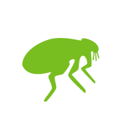 Fleas are hardy