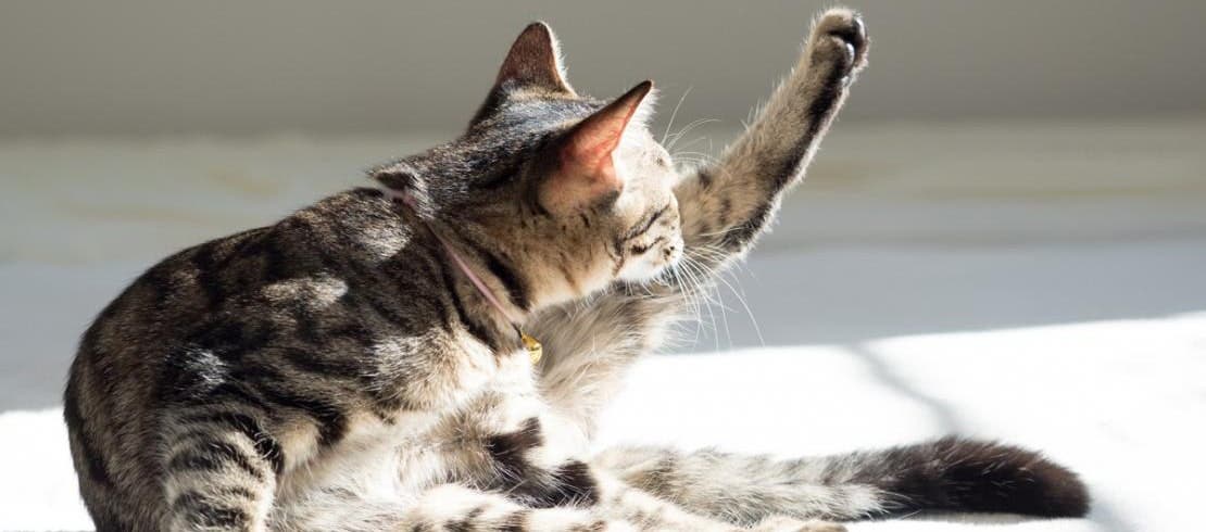 Tabby cat cleaning its leg while basking in the sunlight.