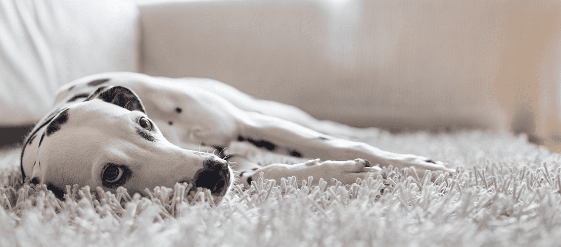 perro acostado sobre la alfombra descansando